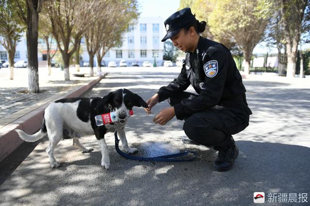 薛静楠训练的警犬是一只史宾格排爆犬,它的名字叫“妞”。 薛静楠训练的警犬是一只史宾格排爆犬,它的名字叫“妞”。