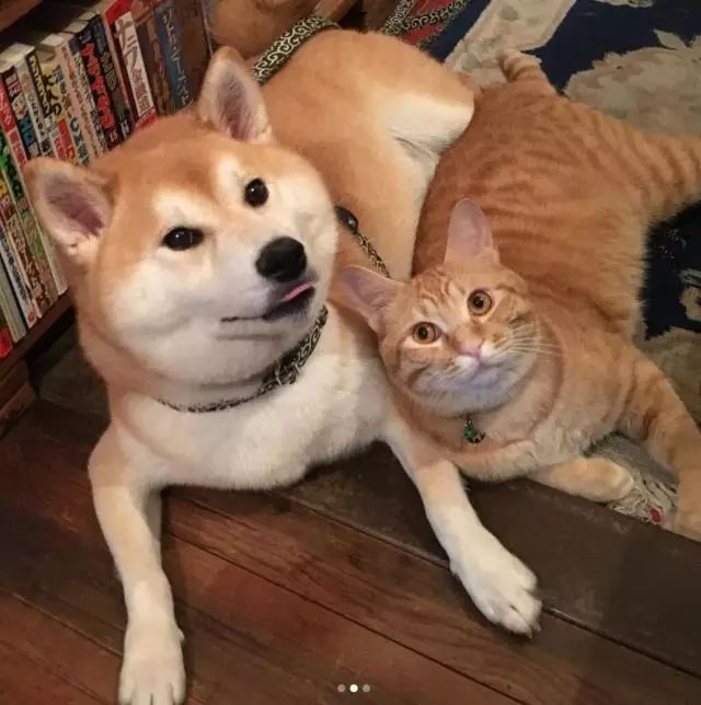 二柴和胖橘之间也可以这么甜，日常就是打情骂俏_凤凰财经