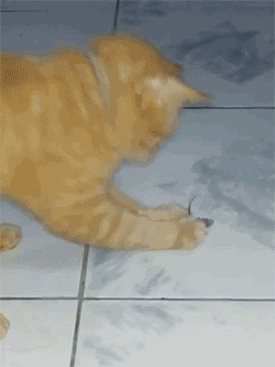 壁纸 动物 狗 狗狗 250_333 竖版 竖屏 手机 gif 动态图 动图