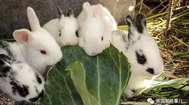 兔子不是宠物而是5斤肉!委内瑞拉因饥荒拼尽全