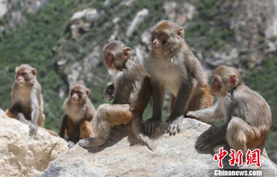 图为西藏山南达古景区内的野生猕猴 山南市旅发委供图