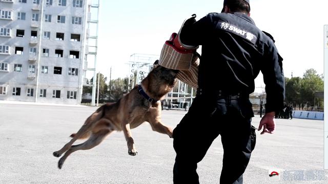 训犬员正在训练一只警犬的撕咬能力。 训犬员正在训练一只警犬的撕咬能力。