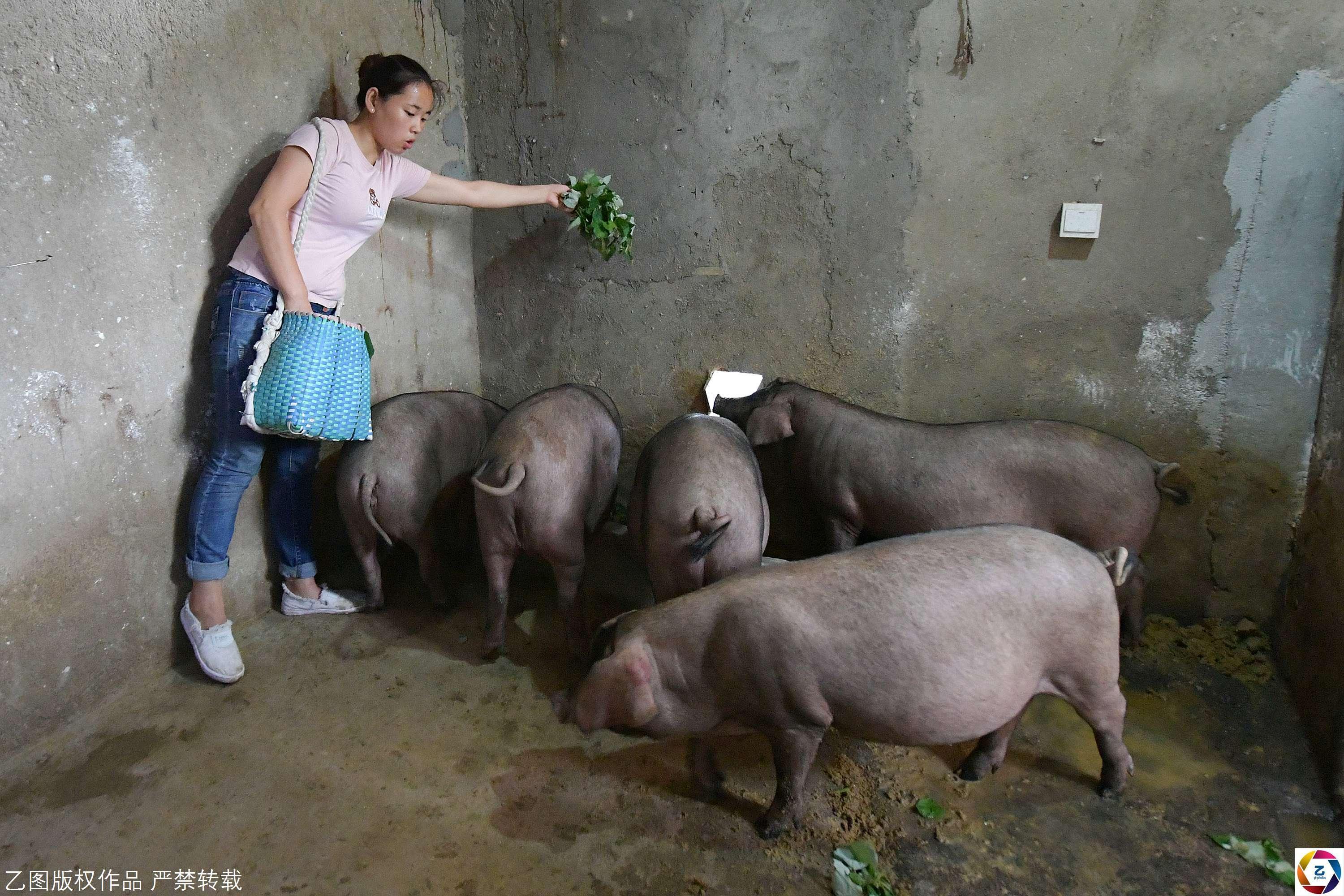 杀了她喂猪 凤凰网