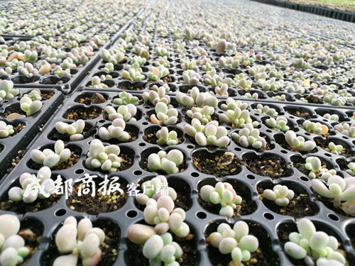 西昌种植户的多肉死了一大片!因高温多雨极端