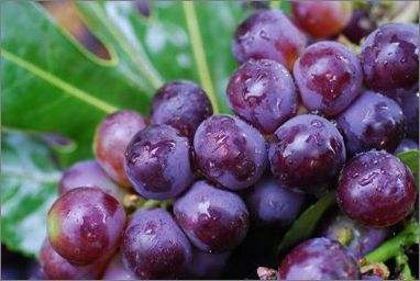 月子期间能吃水果吗