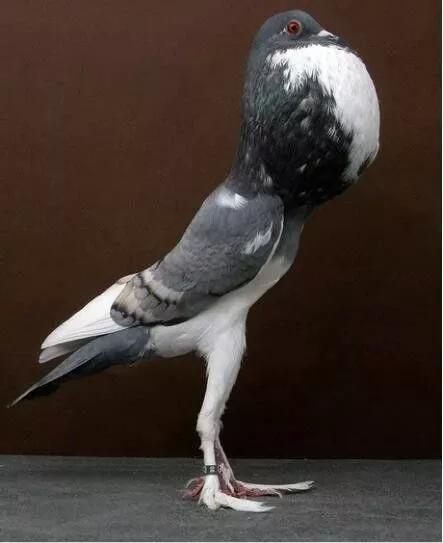 AA94D8860526BA39237F6DD51F8159B51F8B38E2_size21_w443_h543.jpeg