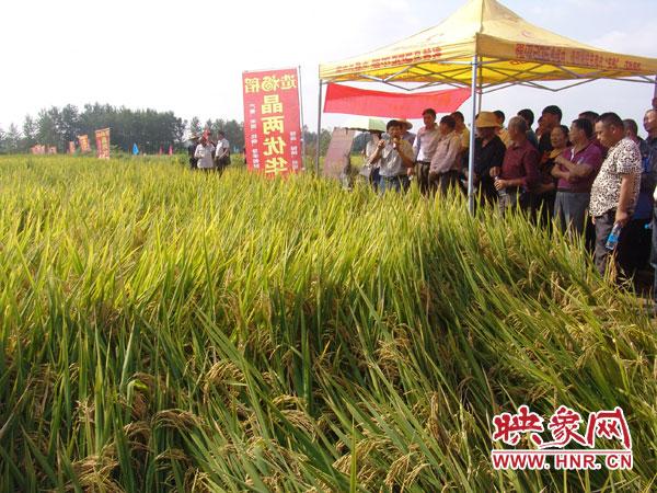 信阳市农科院泥质法育抛秧示范基地一季亩产ppt简单操作步骤图片