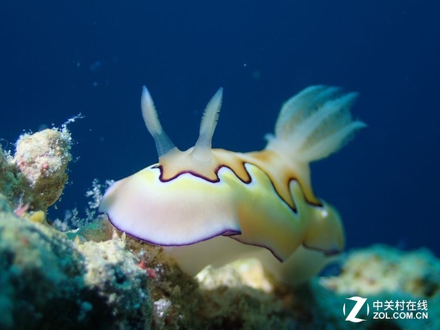 女神亲传技巧!怎么玩转深海水下摄影