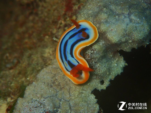 女神亲传技巧!怎么玩转深海水下摄影