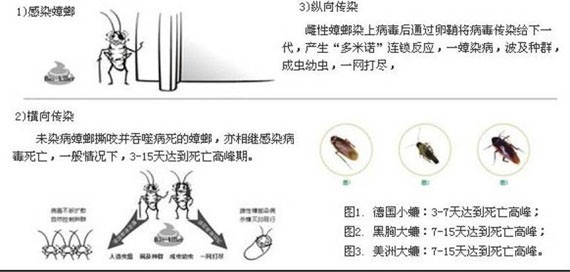 博物君的大招：十块钱告别家中小强 