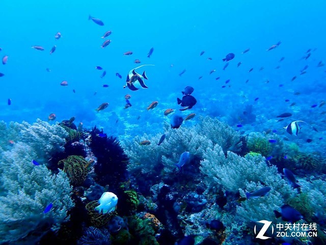 女神亲传技巧!怎么玩转深海水下摄影
