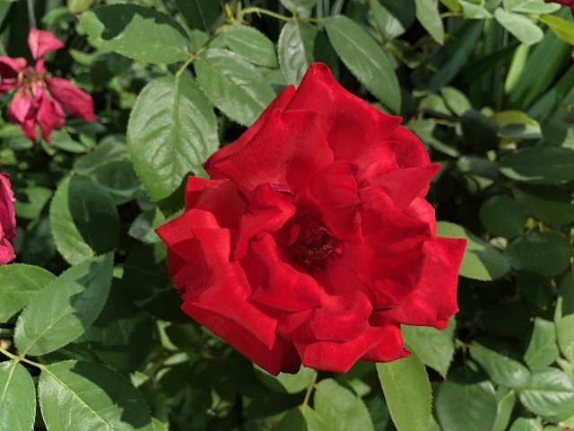 iPhone8P与三星Note8这十项正面刚