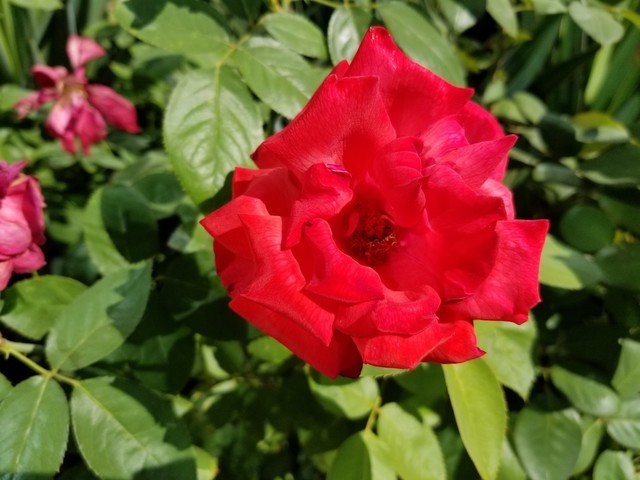 iPhone8P与三星Note8这十项正面刚