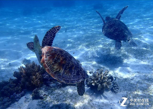 女神亲传技巧!怎么玩转深海水下摄影