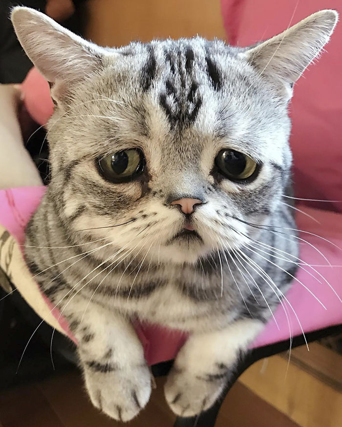 委屈的小猫咪图片(委屈的小猫咪图片大全)