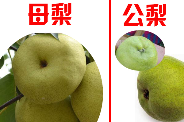 果中甘露子,药中圣醍醐--砀山酥梨,去热清痰,止咳润肺