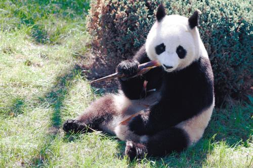 9月27日11点沈阳森林动物园熊猫馆开馆,我们就在这里等大家啦!_动物世界 冰华开心地吃着竹笋 每天睡到自然醒 都说离家思乡,我们倒是觉得在沈阳特别幸福。先讲讲我们一天的安排,早晨睡到自然醒,早上6-8点钟就算睁开眼睛了,也爱趴着发呆。到9点奶爸奶妈们捧来苹果、馍馍、胡萝卜等,还有竹叶、竹竿。这些食物都是经过严格检疫且按照熊猫所需营养进行配比的。 咱们少吃多餐,9点、11点、14点和16点四次供应的苹果、馍馍、胡萝卜等精食料,克数分别为100克、800克和200克。至于竹叶、竹竿是我们的主食,每天不限量供应。为了让我们吃得更好,动物园每隔3-5天就空运竹子。遇到粗一点的竹竿,还
