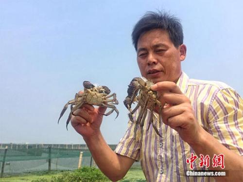 “养蟹状元”俞三男和他的大闸蟹