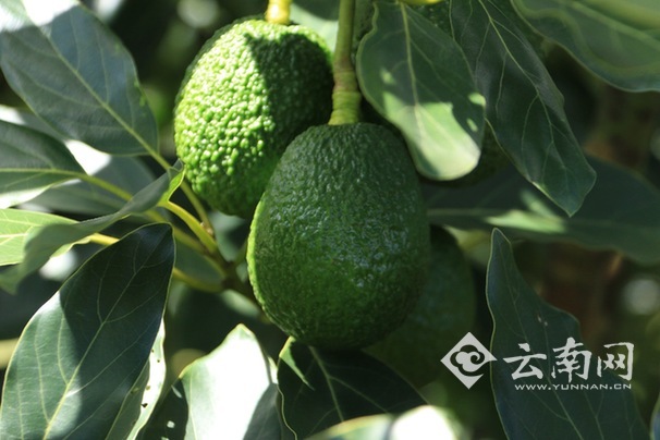 孟连gdp_孟连 勐阿 边境经济合作区 蓬勃发展造繁荣之景(3)