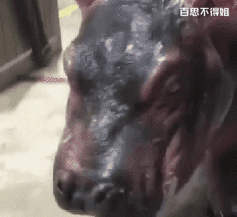 搞笑gif:军训以后就不是单身狗了,你将是一条出色的