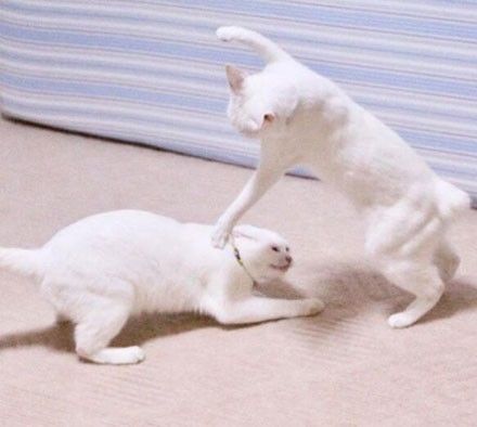 这两只猫平时挺正常的,但一到打架时间之后,哈哈疯了疯了.