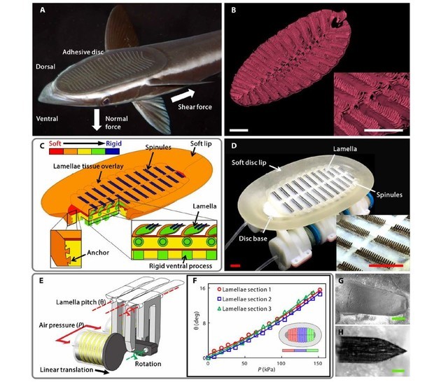 吸盘鱼仿生机器人 海洋生物研究现曙光 