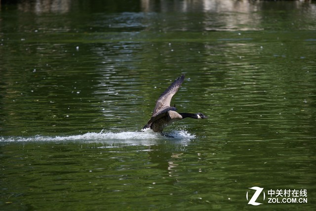 尼康D850评测之对焦视频篇：对焦堪比D5 