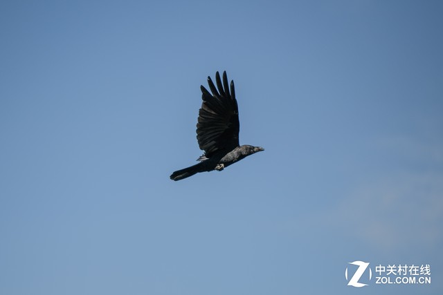 尼康D850评测之对焦视频篇：对焦堪比D5 