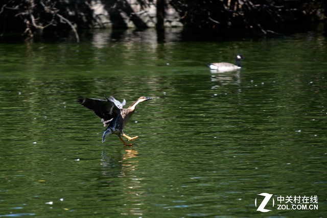 尼康D850评测之对焦视频篇：对焦堪比D5 