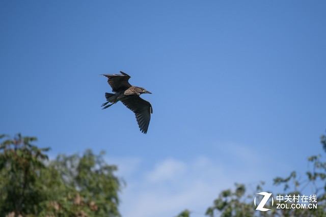 尼康D850评测之对焦视频篇：对焦堪比D5 