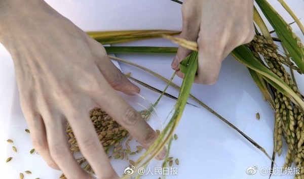 海水稻