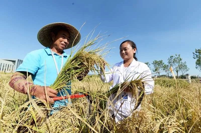 袁隆平 海水稻 试种成功,亩产620公斤!