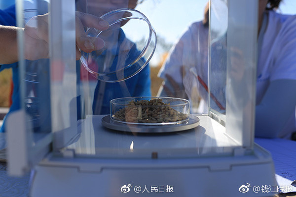 海水稻
