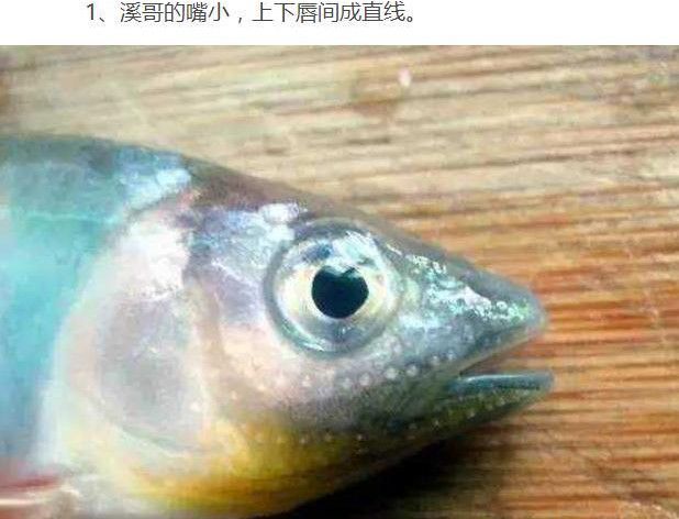 秋季钓鱼分辨:溪哥和马口鱼,是否有区别!