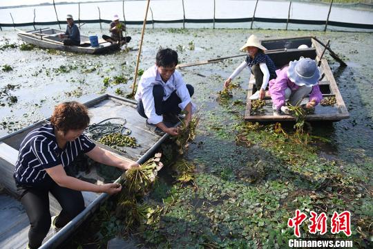 采菱村人口_人口普查(3)