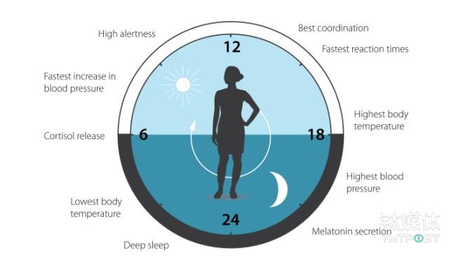人体在一天中的不同生理活动也受生物钟调控