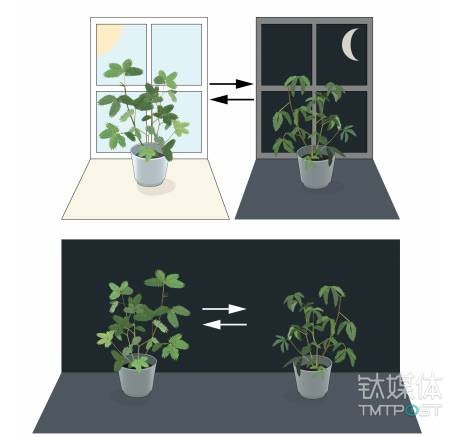 生物的生命活动受内在生物节律调控