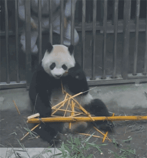 壁纸 大熊猫 动物 狗 狗狗 300_323 gif 动态图 动图