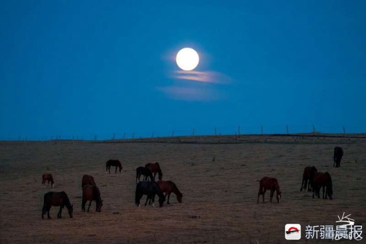 来新疆草原看马上升明月,中秋带你看不一样的月亮