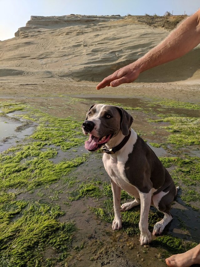 谷歌员工晒出Pixel 2实拍样张与视频：画质惊艳 