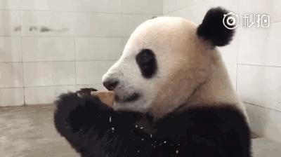 壁纸 大熊猫 动物 400_224 gif 动态图 动图