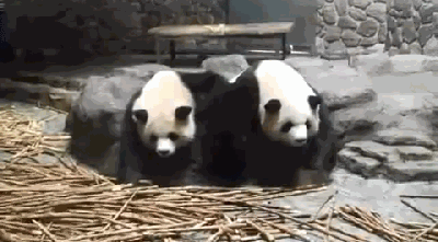 壁纸 大熊猫 动物 400_221 gif 动态图 动图