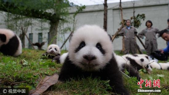 2017年10月13日上午，中国大熊猫保护研究中心36只2017年新生大熊猫宝宝分别在雅安碧峰峡基地、卧龙神树坪基地亮相。 图片来源：视觉中国