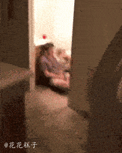 爆笑gif:这就是每年去车展的理由?