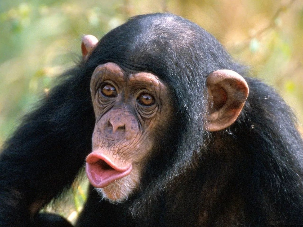 为什么有的动物不能当宠物？真实的黑猩猩吃人事件说明了一切_特维斯_查拉_主人