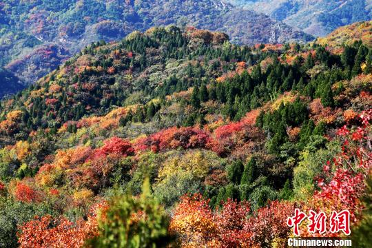 八达岭国家森林公园的红叶漫山遍野,层林尽染。 何建勇 八达岭国家森林公园的红叶漫山遍野,层林尽染。 何建勇