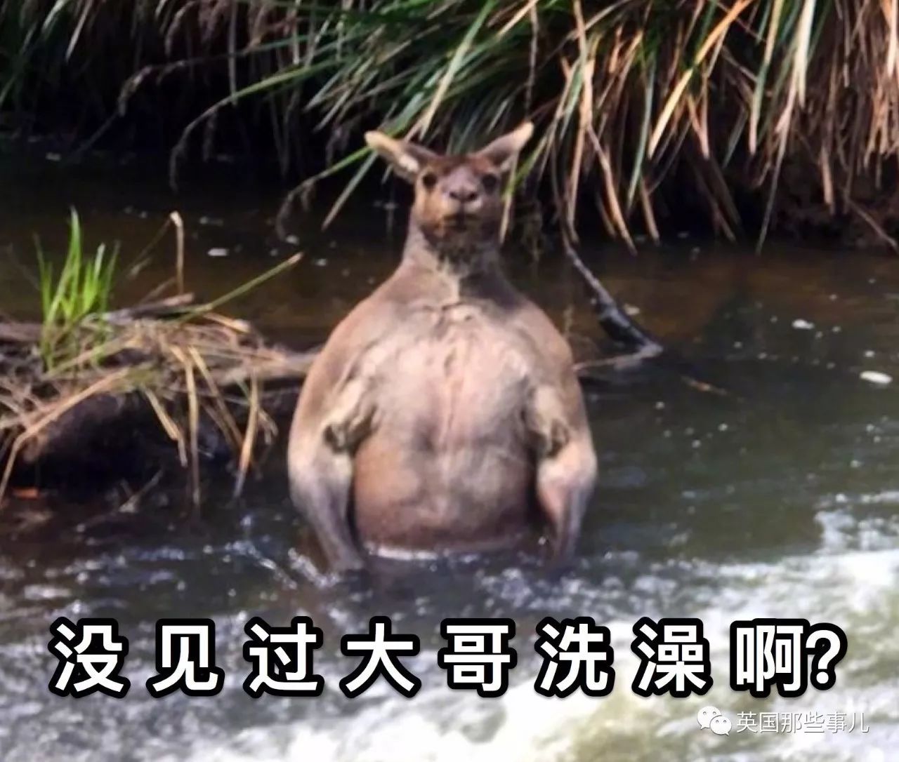 野外突然看到2米高的肌肉袋鼠在洗澡?赶紧跑!_凤凰资讯