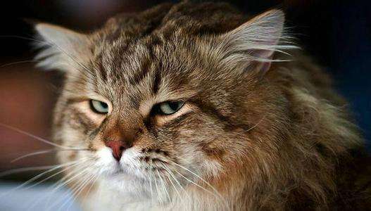 编辑部的日常:用两万块的显示器办公