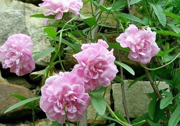 听说摘了打碗碗花,就会摔碎饭碗