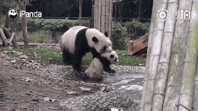 壁纸 大熊猫 动物 狗 狗狗 400_224 gif 动态图 动图